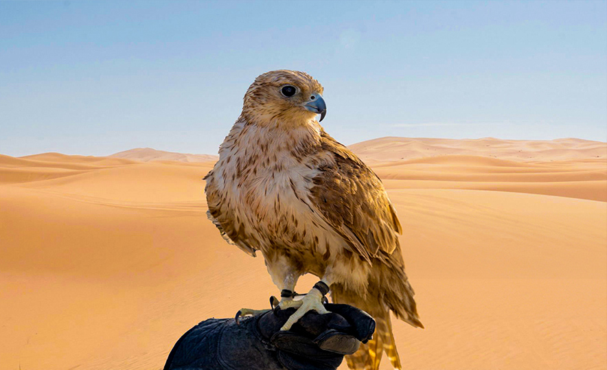 Morning desert safari in Dubai with camel ride